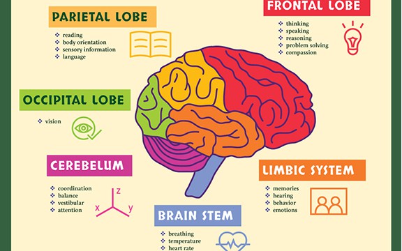 regions of brain